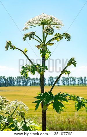 Parsnip Sosnowski