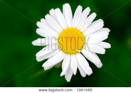 Daisy