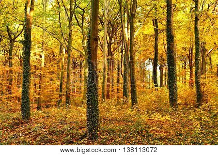 Autumn forest with sun and copy space. View of an autumn forest.