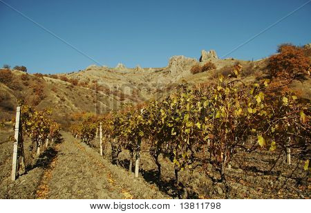 Weinberg in der Crimea-Berg