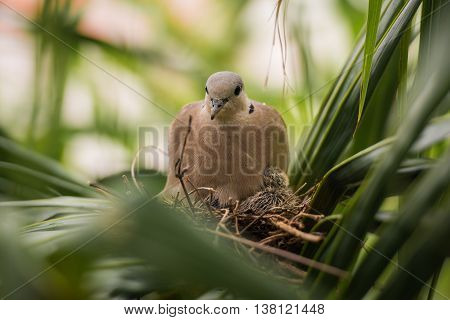 close up Dove bird sitting in the nest on a palm tree at thailand