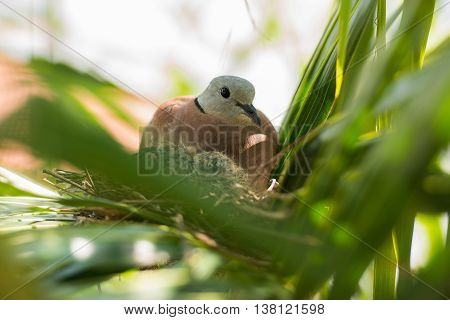 close up Dove bird sitting in the nest on a palm tree at thailand