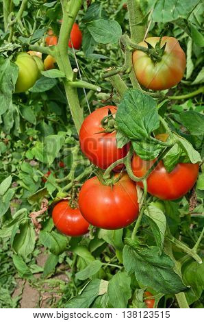 Growing tomatoes in greenhouse. Small - family business in eastern Europe