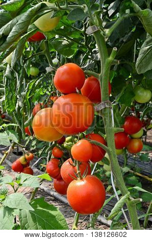 Growing tomatoes in greenhouse. Small - family business in eastern Europe