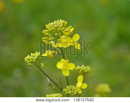 yellow blooms from a rapseed flower in detail
