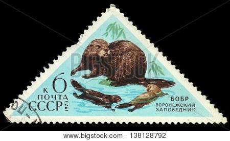 USSR - CIRCA 1973: a post stamp printed in the USSR shows an animal with the inscription "Beaver" the series "Fauna - Nature Reserves" circa 1973
