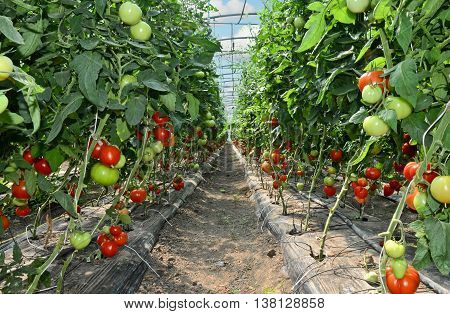Growing tomatoes in greenhouse. Small - family business in eastern Europe