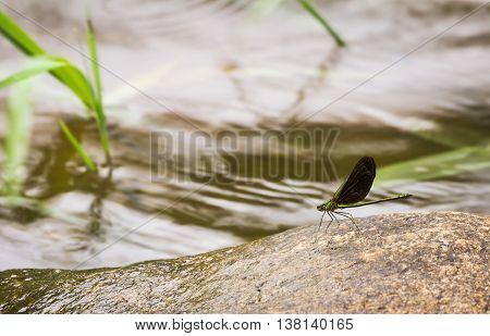 green dragonfly on the rocks at creek