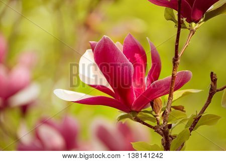 Blossoming of pink magnolia liliflora Nigra flowers in spring time, floral background