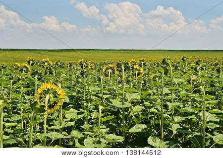 Huge sunflower Field, farming in eastern Europe