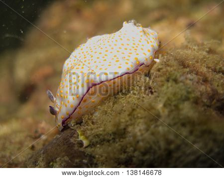 closed up the nudibranch in Myanmar divesite