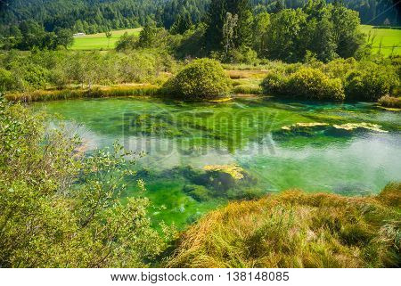 Zelenci - Sava River Spring In Forest