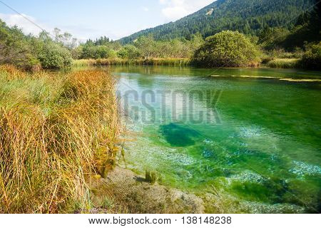 Zelenci - Sava River Spring In Forest