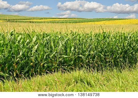 Young cornfield. Agriculture and farming in eastern Europe