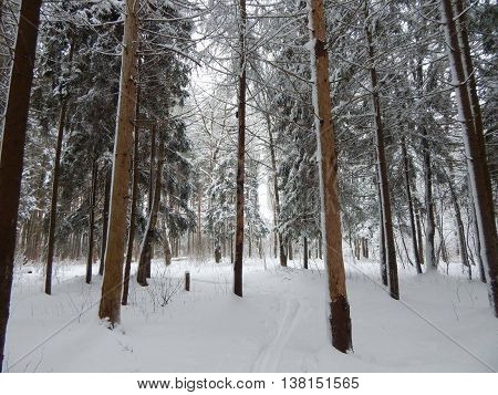 Winter forest in Electrostal Moscow region Russia