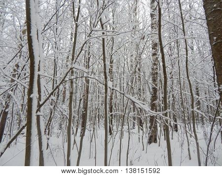 Winter forest in Electrostal Moscow region Russia
