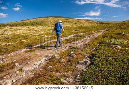 hiker with backpack traveling in Norway mountains Dovre