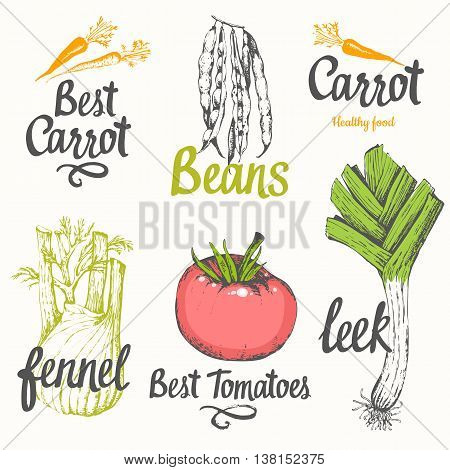 Vector illustration with label of tomato fennel carrots onions leeks beans peas. Fresh organic vegetable in provencal style.