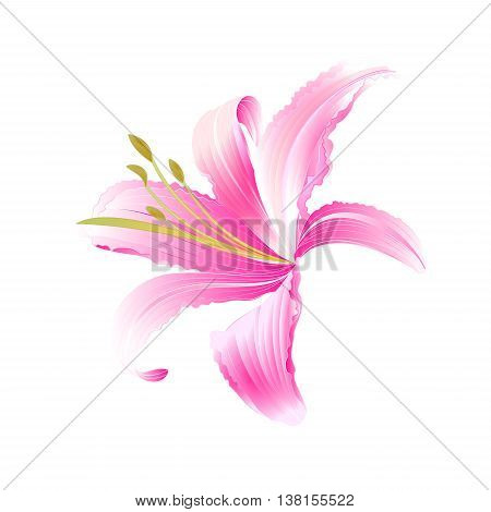 Spring flower Daylily pink Lily vector illustration