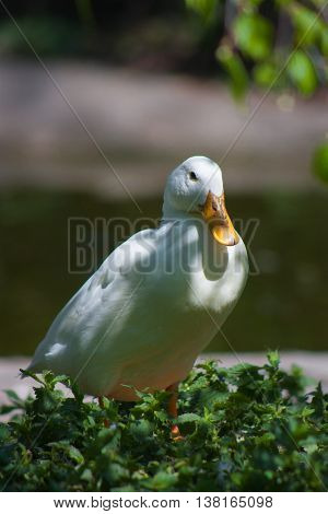 White Duck woke up and ready for a new day a summer morning.