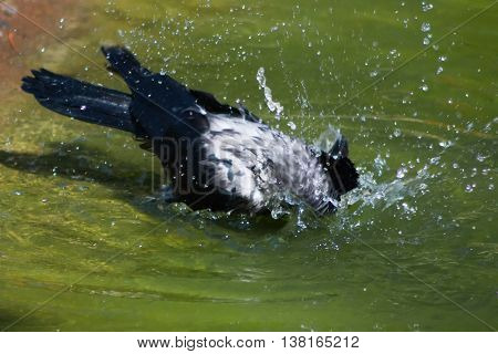 Corvus cornix bathed in warm water in the summer.