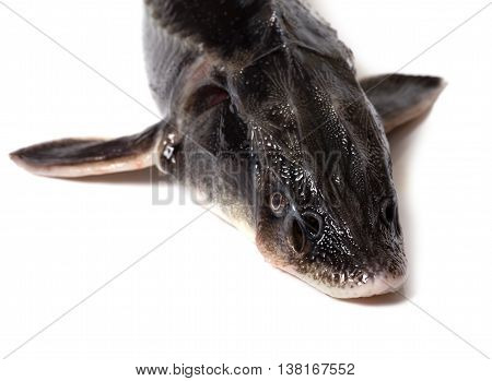 Fresh Sterlet Fish Head