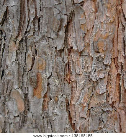 tree bark as a background close-up macro.