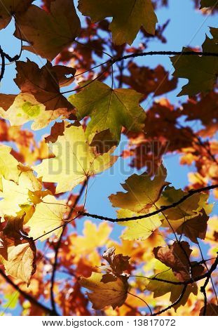 Colorful  autumn leaves