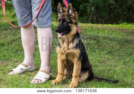 one german shepherd puppy sitting at the feet of a person on a red leash