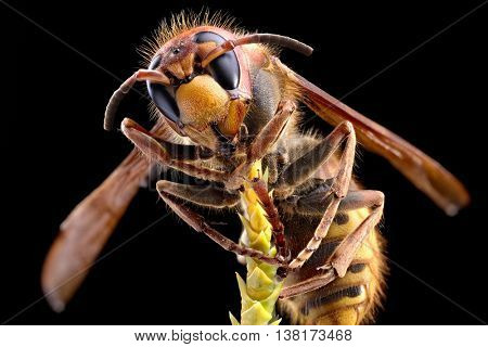 Macro shot of hornet or yellow jacket.