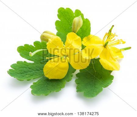 Greater celandine flower, swallowwort isolated on white background.