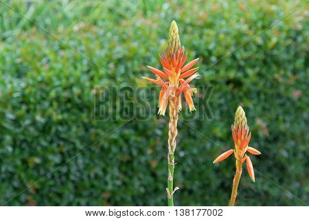 Orange flowers of Aloe Topaz succulent plant growing in Adelaide, South Australia with blurred background