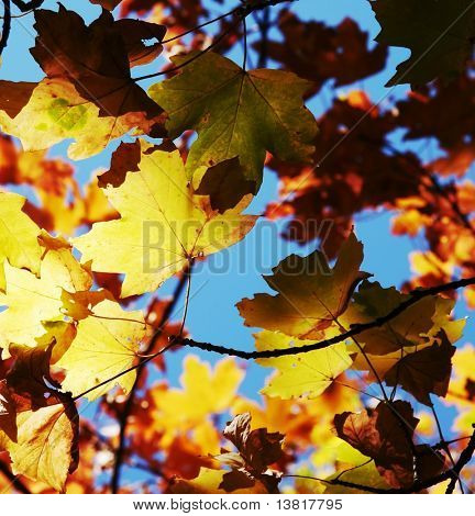 Maples lehdet syys-kauden