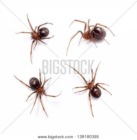 Spider. Steatoda grossa