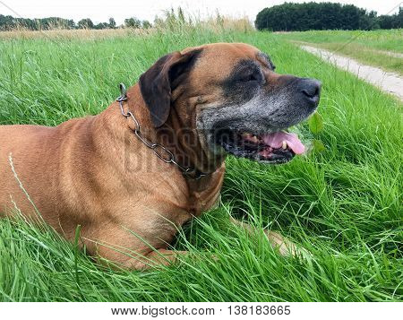 Boerboel, south african mastiff on a meadow