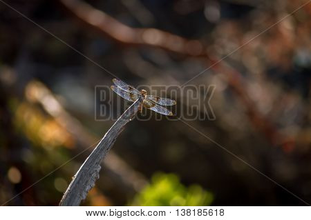 A juvenile widow skimmer dragonfly sits on the edge of a branch as it eats small bugs.