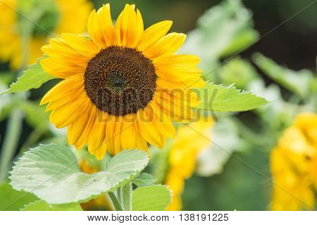 Closeup photography of single beautiful sunflower on the field