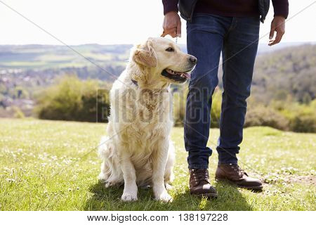 Close Up Of Golden Retriever On Walk In Countryside