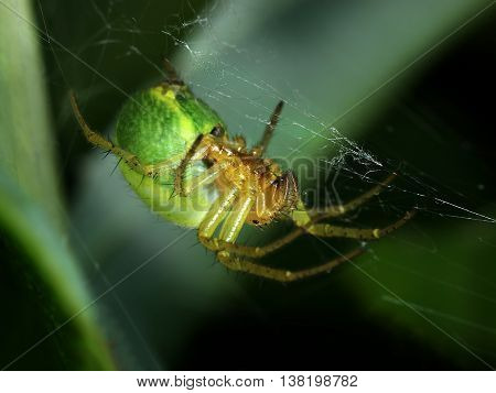 Green spider Araniella Displicata weaving web close-up macro