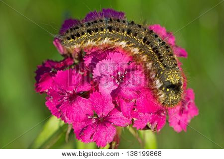 Fluffy spotted caterpillar crawling on a pink carnation flower.