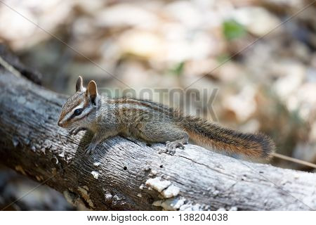Merriam's Chipmunk (Tamias merriami) on Log; San Benito County, California
