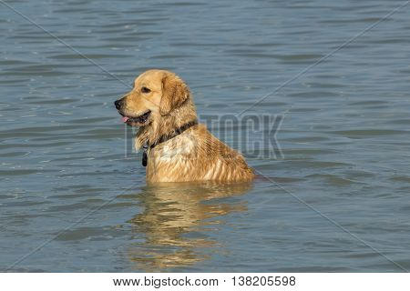 Dog Golden Retriever/ Labrador mix sitting in the cool waters of a retention pond in a dog park taking a break from playing with his canine friends.