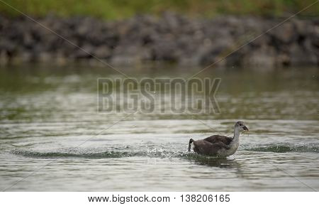 Grebe Birds On Big Sea Milada In Hot Summer Day