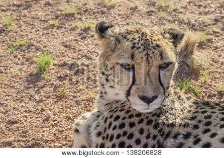 Tired cheetah resting on the ground. Picture taken in Namibia.
