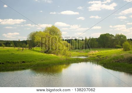 Forest lake and summer time. Nature composition.
