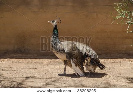 Peafowl mother protects its chick from the sun providing shadow with its wing in Solitair Namibia.