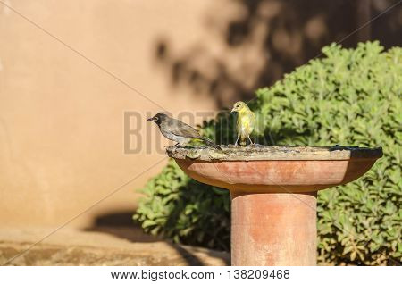 Bulbul (presumably Red-eyed Bulbul) and female weaver in a drinking trough. Damaraland Namibia.