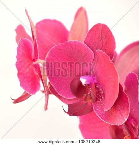Hot Pink Moth Orchid Against White