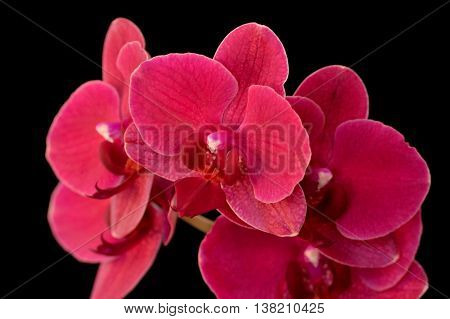 Dark Pink Moth Orchid Against Black
