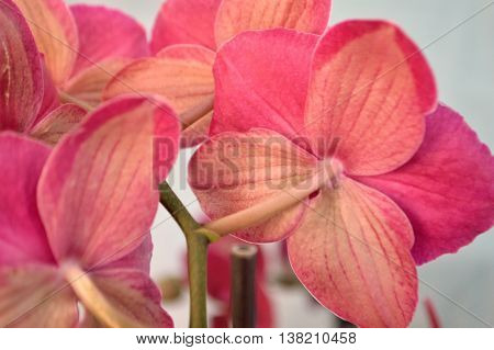 Hot Pink Moth Orchid Against White